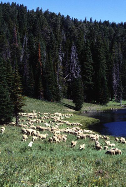 Sheep Grazing