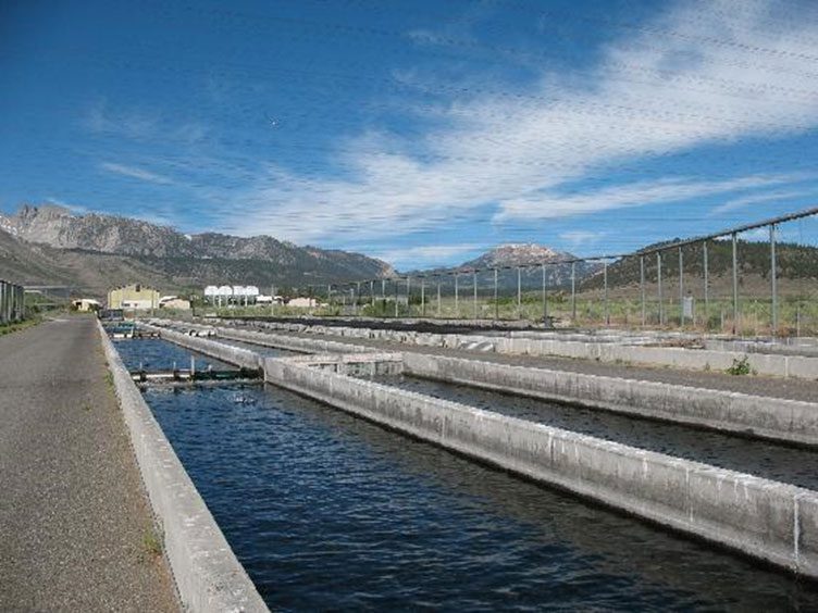 Fish Hatchery