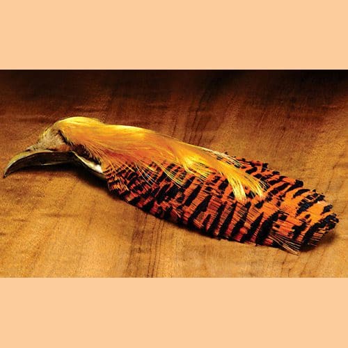 Golden Pheasant Head