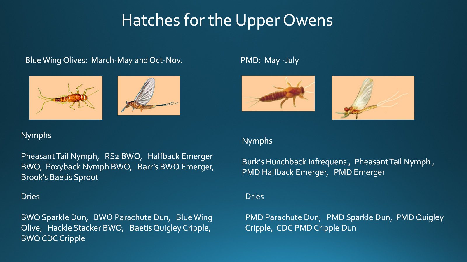 Mayfly Hatches for Upper Owens