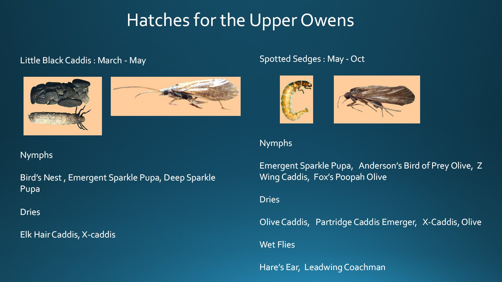 Caddis Hatch for Upper Owens