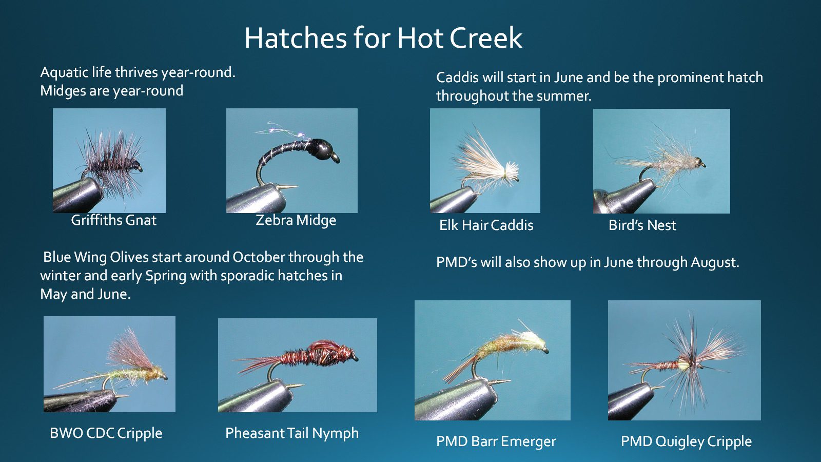 Hot Creek Hatches