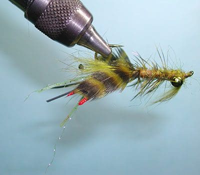 Near Nuff Crawdad, Olive