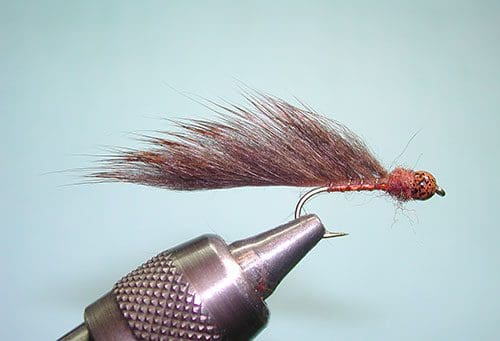 Pine Squirrel Leech, Brown