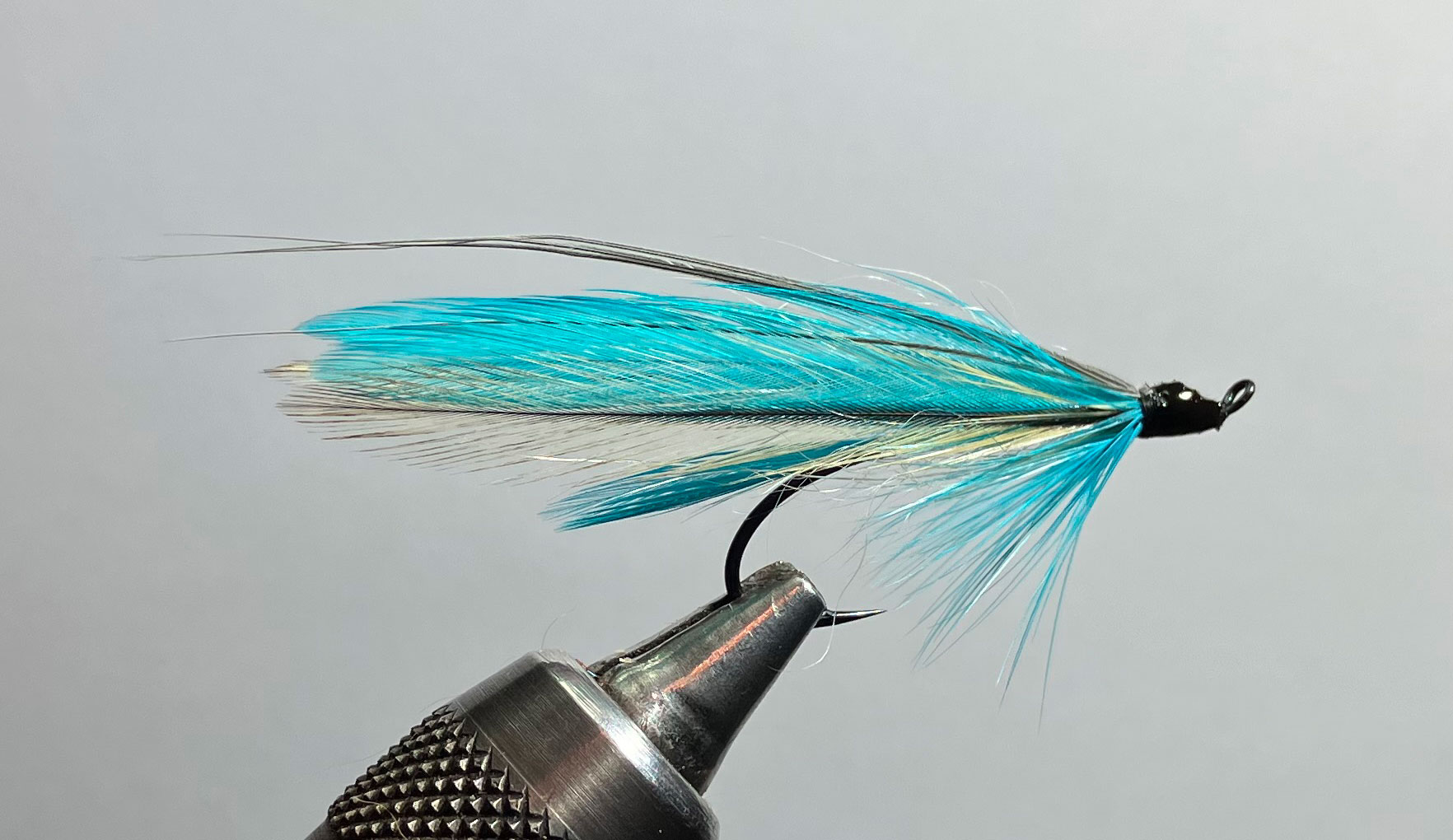 Coho Blue