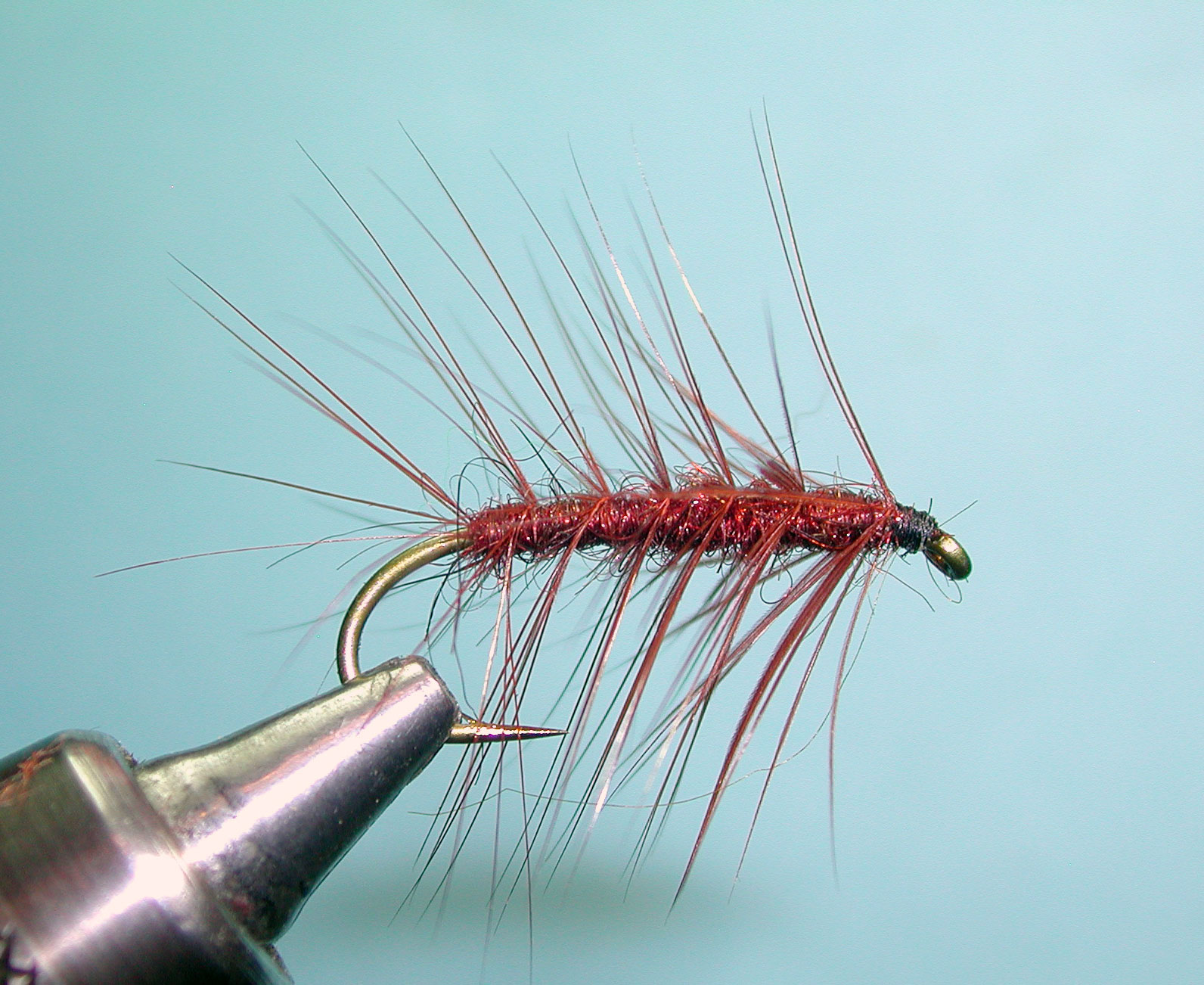 Fiery Brown Caterpillar