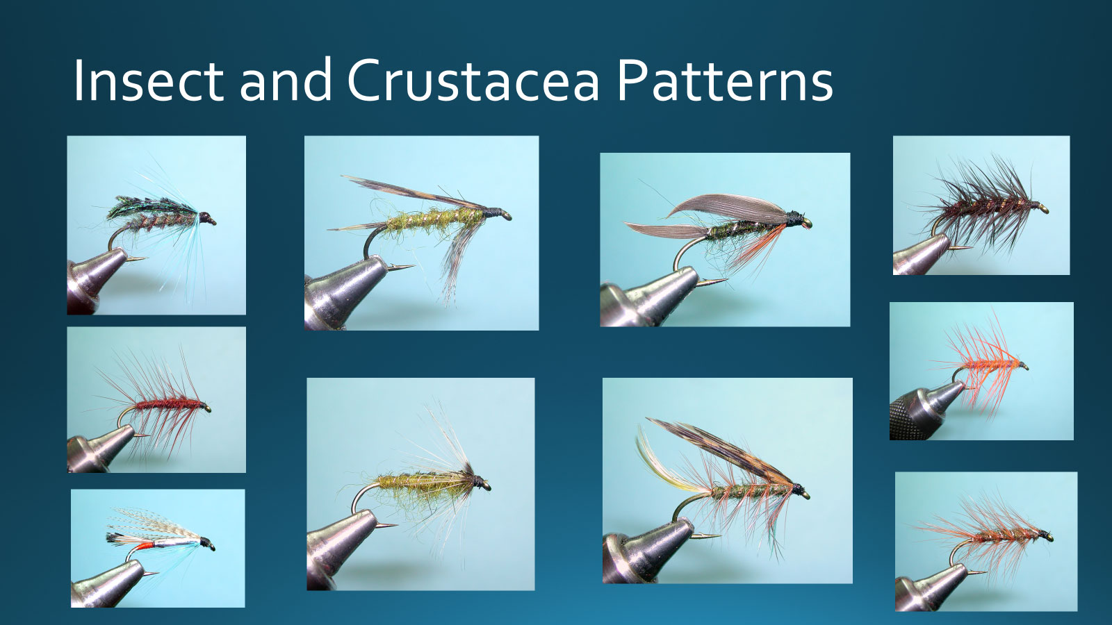 Insect and Crustacea patterns